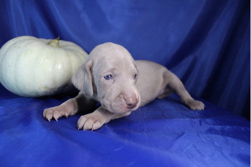 Fastuoso Elegancia Weimaraner Mascotas Exclusivas