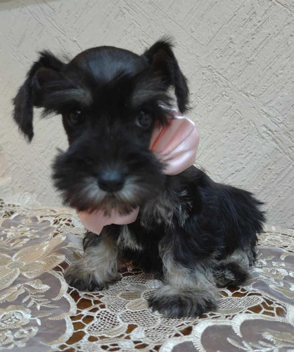 Cachorros Schnauzer Super Calidad.