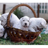 Cachorros Dogo Argentino Premium 19