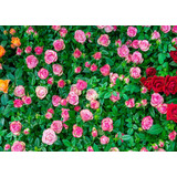 Fondo De Fotos De Pared De Flores De 7 X 5 Pies, Color Rosa 