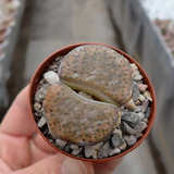 Semillas Cactus - Lithops Aucampiae