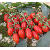 Semillas Tomate Cherry Datterino Italiano Muy Productivo!!!