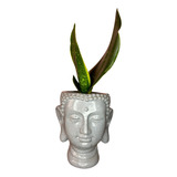 Sansevieria Golden Flame + Maceta Buda Grafito