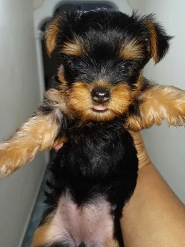 Cachorros Yorkshire Terrier 