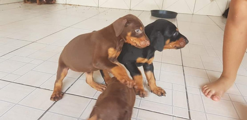 Doberman Filhotes Em Excelente Padrão