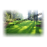 Grama Japonesa /coreana- 500g De Sementes P Cobrir 100 M²