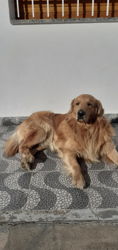 Hermosos Golden Retriever Padres Inscritos