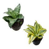 2 Mudas De Mini Espada De São Jorge Verde E Variegata