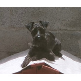 Cachorro Schnauzer De 8 Meses