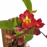 Orquídea Flor Vermelha Rodricidium (howeara)  Lava Burst 