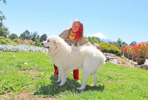 Cachorros Gran Pirineo Pura Sangre  Inscritos Kennelclub 