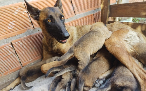 Pastor Belga Malinois 