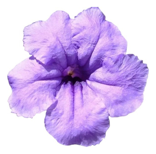 Planta De Petunia Mexicana Campanita Ruellia Simplex