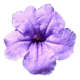 Planta De Petunia Mexicana Campanita Ruellia Simplex