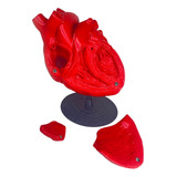 Corazón Anatomia 3d Con Imanes