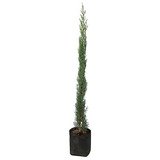 Árbol Ciprés Italiano (cupressus Sempervirens) 1 Metro