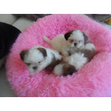 Hermosos Shihtzu - Shitzu - Shih Tzu Padres Pequeños