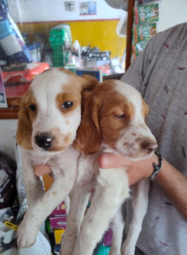 Cachorros Breton En Córdoba. Envios