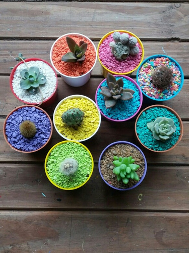 Mini Cactus Y Suculentas - Souvenirs