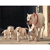 Dogo Argentino 