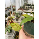 3 Nepenthes  /  Ampullaria, Hookeriana, Vieillardi