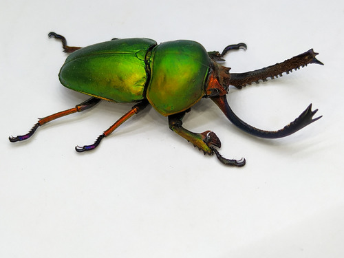 Entomología Insectos Disecados Escarabajos Medianos