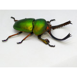 Entomología Insectos Disecados Escarabajos Medianos