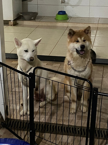 Akita Inu Cães Filhotes 