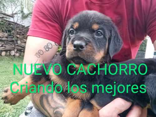 Rottweiler Cachorros Machitos Listos Para Entregar