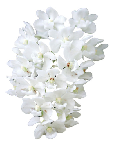 Orquídea Rhynchostylis Gigantea Alba ( Pré Adulta ) - Top