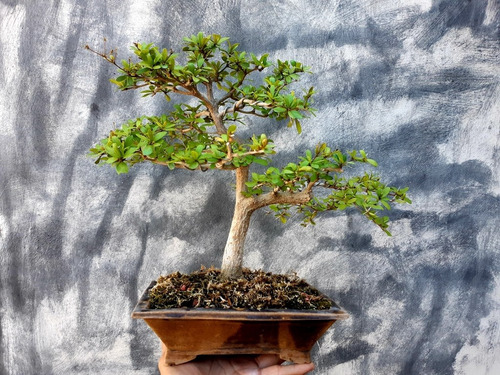 Bonsai De Bucida Spinosa