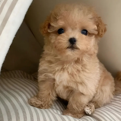 Cachorros French Poodle Mini Toy | Meses sin interés