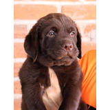 Cachorros Labrador Chocolate Pedigree Internacional 