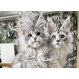 Gatos Raza Maine Coon Hembra Y Macho