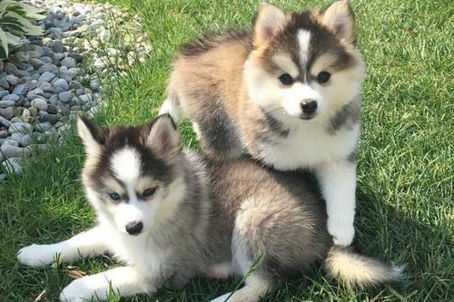 Pomsky Lindos Belos Fofos Disponível