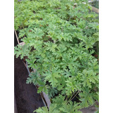 Pelargonium Graveolens - Falsa Citronella - Aromática M12