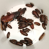 100 Cucarachas Madagascar Mini Vivas Alimento Insectivoros 