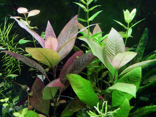 Hygrophila Corymbosa Planta Acuática 