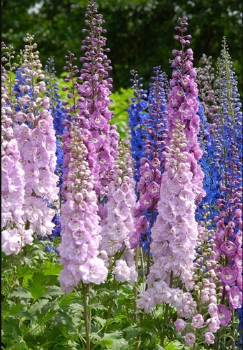 Semillas De Flor Pajarito O Delphinium Larkspur