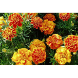 Semillas  De Flor Tagetes. Mix Colores (100 Uds.)