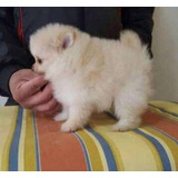 Pomerania Lulú Con Opcion A Chip De Identificacion