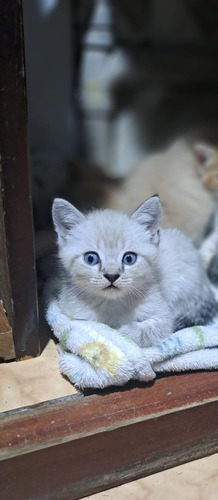 Gato Angora Blanco Animal Pets Colombia 