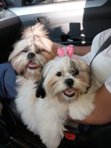 Cachorros Shih Tzu