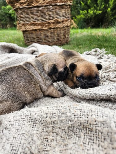 Cachorros  Bulldog Francés 