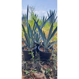 Agave Azul Weber 40 Plantas De 20 A 30 Cm 