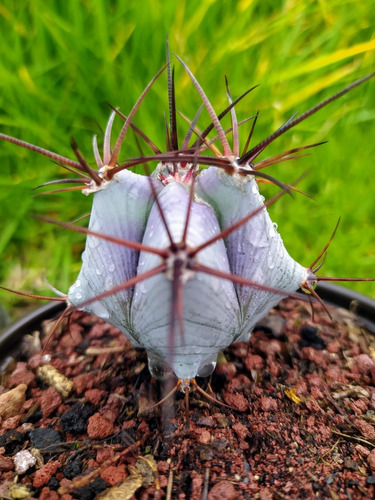Echinocactus Platyacanthus Cactus Biznaga Planta Exótico