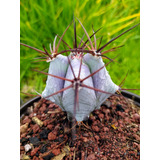 Cactus Echinocactus Platyacanthus Biznaga Raro