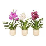 Muda Jovem Orquidea Vanda Lindas Varias Cores Promocao