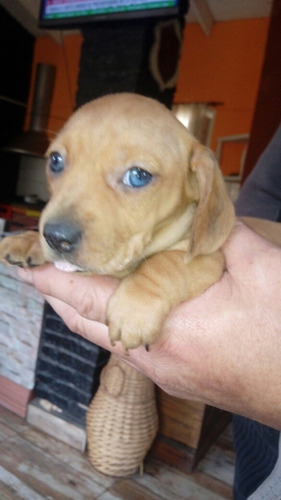 Última Hembrita Dachshund Ojos Azules.