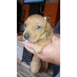 Última Hembrita Dachshund Ojos Azules.